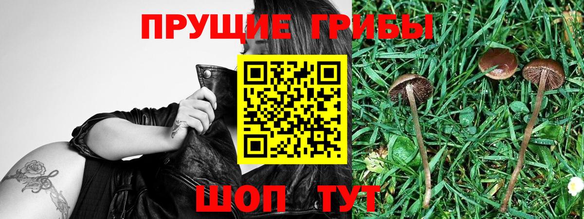 Галлюциногенные грибы Psilocybine cubensis Абакан